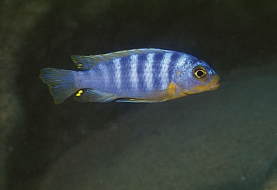 Maylandia aurora 'Nkolongwe'